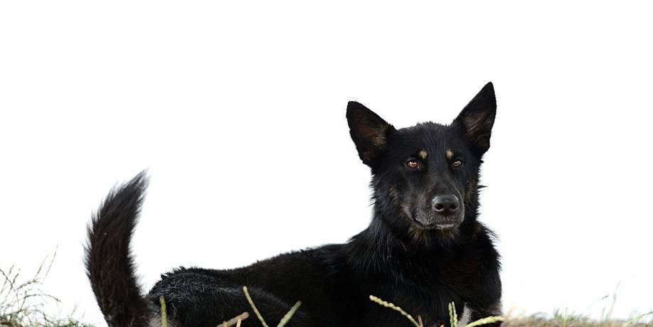 因为学狼叫黑犬被驱逐，主人夜晚骑马被狼群围住，蒙冤黑犬救了他