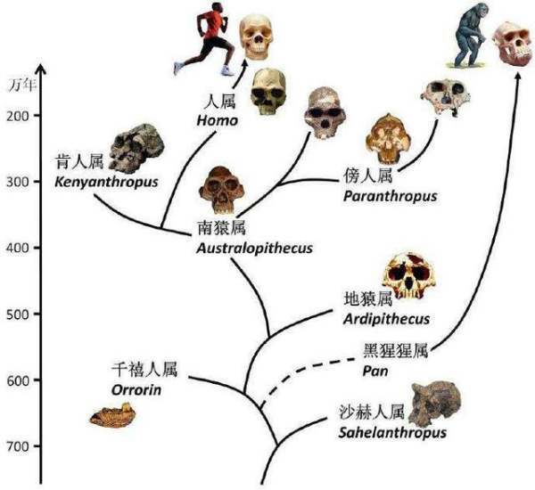 北京猿人是不是我们的祖先？与我们有没有血缘关系？