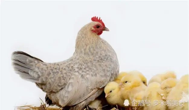 生肖鸡出生月_鸡命运出生属人月份运势_属鸡人出生月的命运