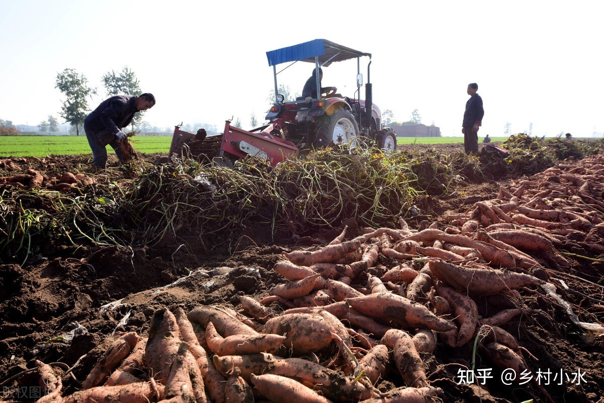 种植业什么最赚钱农村项目_种植业赚钱还是养殖业赚钱_种植业什么最赚钱